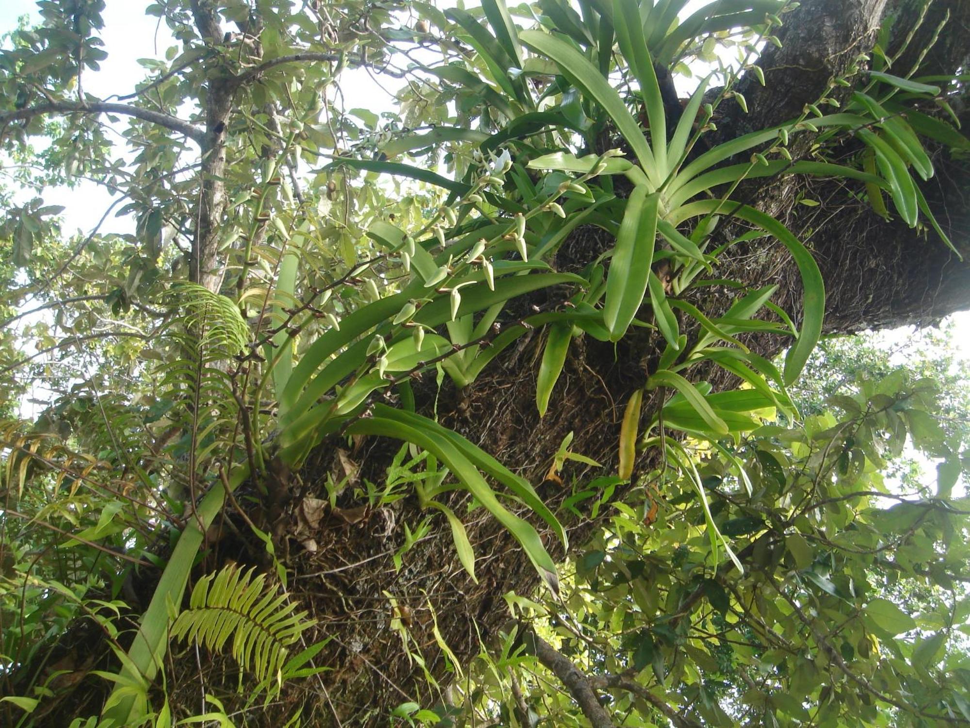 Les Lémuriens Ile aux Nattes Exterior foto
